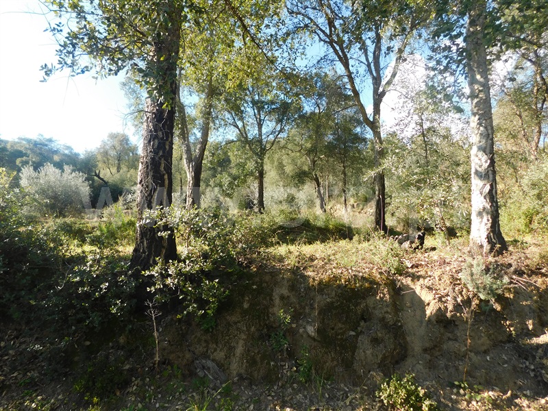 Terreno  Fundão, Telhado - 1304519 - 18