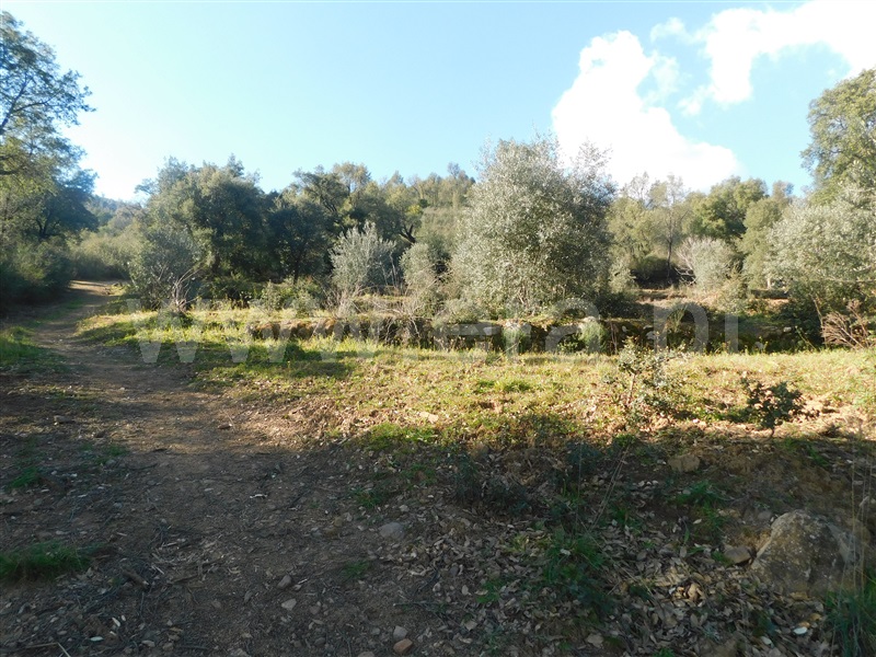 Terreno  Fundão, Telhado - 1304519 - 20