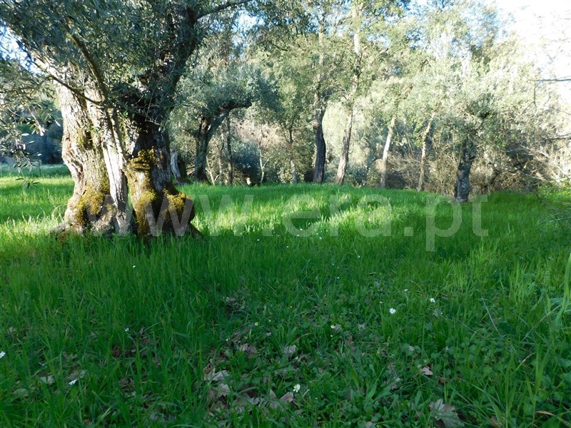 Terreno  Fundão, Telhado - 1387294 - 5