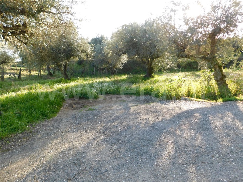 Terreno  Fundão, Telhado - 1387298 - 3