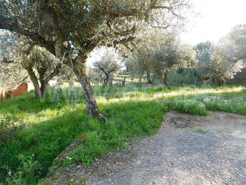 Terreno  Fundão, Telhado - 1387298 - 5