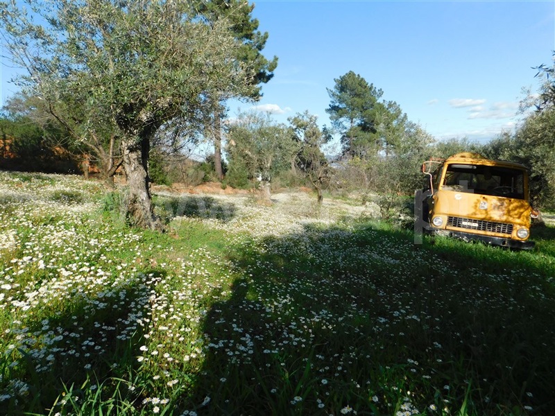 Terreno  Fundão, Telhado - 1387299 - 4