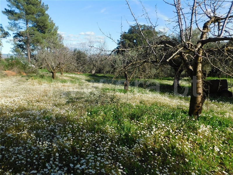 Terreno  Fundão, Telhado - 1387299 - 5