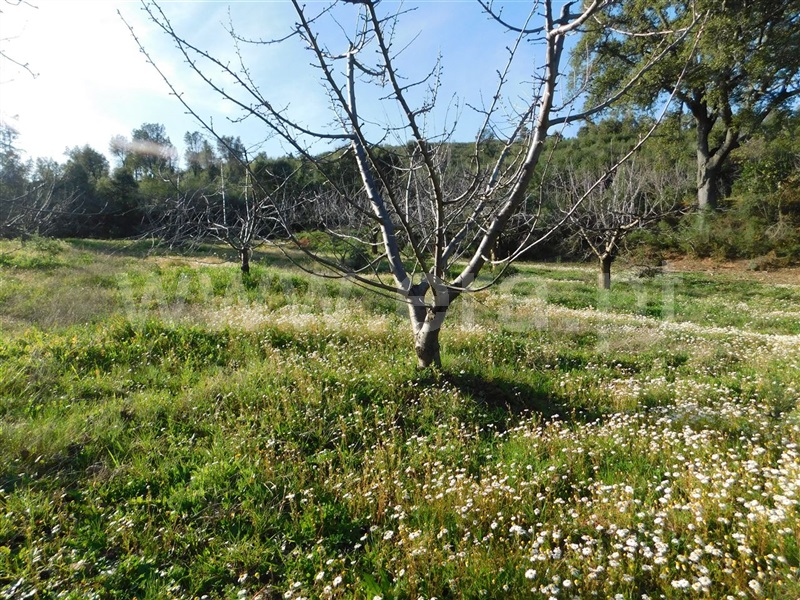 Terreno  Fundão, Telhado - 1387299 - 7