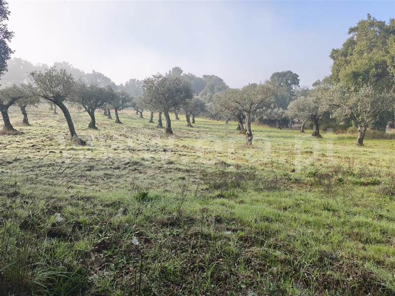 Terreno  Fundão, Telhado - 1446183 - 5