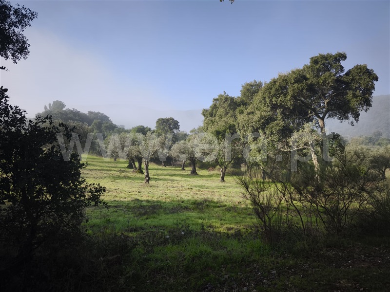 Terreno  Fundão, Telhado - 1446183 - 6