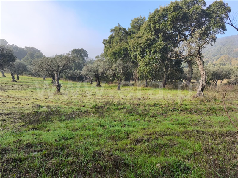 Terreno  Fundão, Telhado - 1446183 - 7