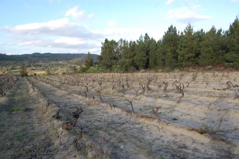 Terreno / Fundão, Três Povos