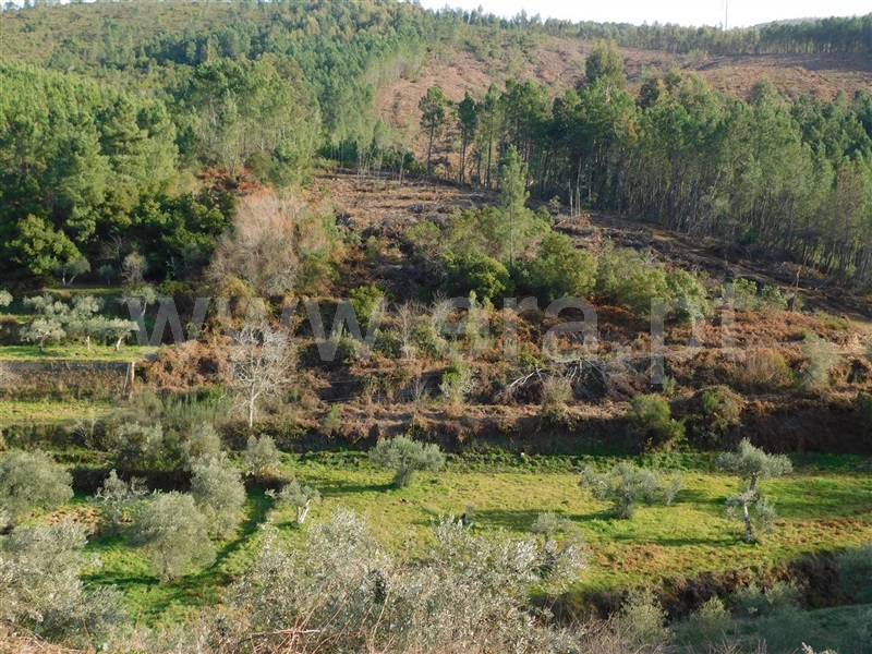 Terreno  com Rústico Fundão, Vale DÚrso - 1216940 - 5