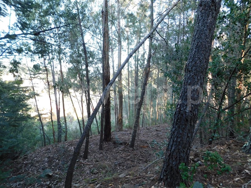 Terreno  com Rústico Fundão, Vale DÚrso - 1216940 - 8