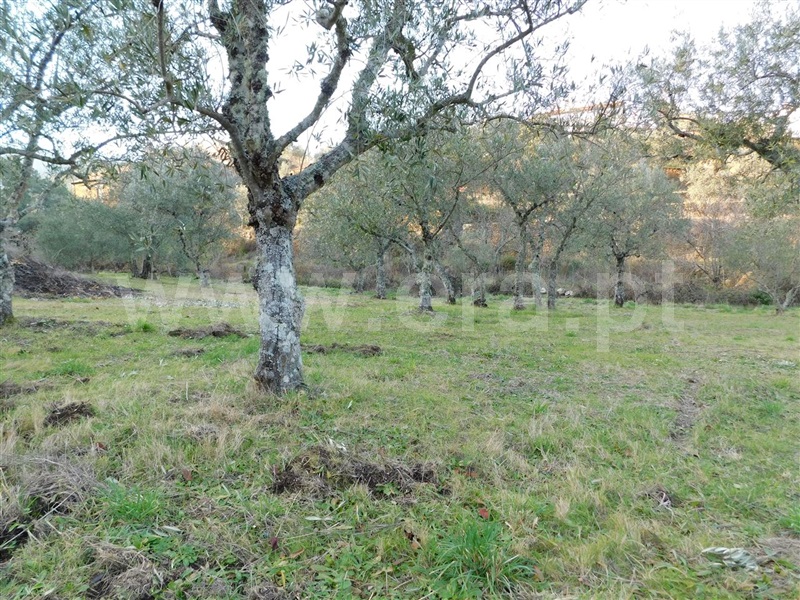 Terreno  com Rústico Fundão, Vale DÚrso - 1216940 - 19
