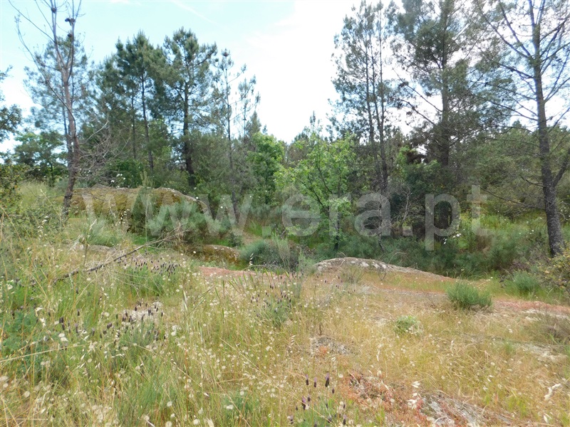 Terreno  Fundão, Vale de Prazeres e Mata da Rainha - 1399755 - 9