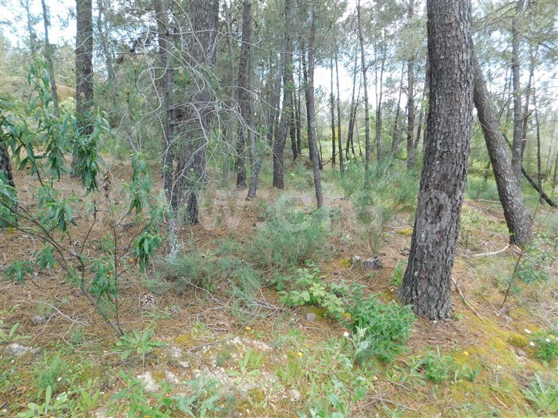 Terreno  Fundão, Vale de Prazeres e Mata da Rainha - 1399755 - 10