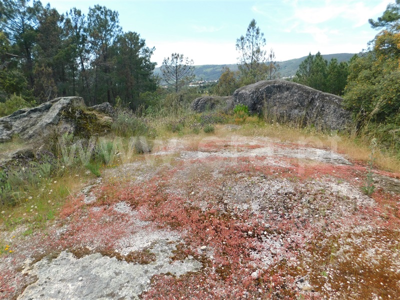 Terreno  Fundão, Vale de Prazeres e Mata da Rainha - 1399755 - 11