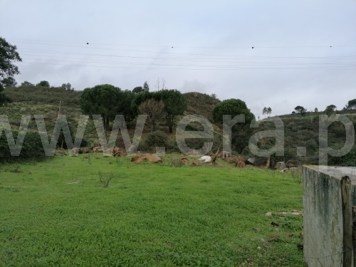 Terreno  Gavião, Belver - 1295510 - 14