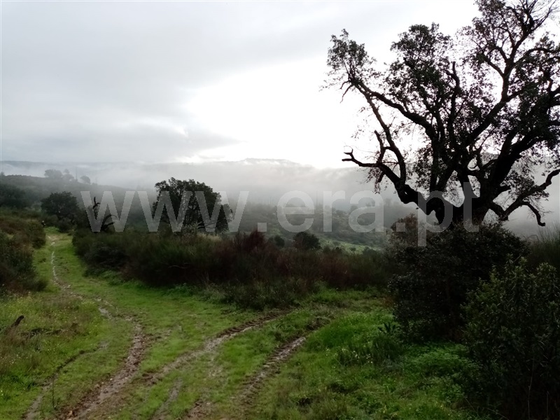Terreno / Gavião, Belver