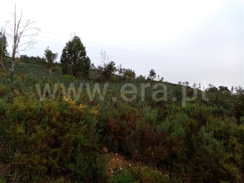 Terreno  Gavião, Belver - 1295512 - 3