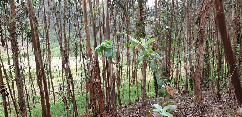 Terreno  Gondomar, Foz do Sousa - 1162803 - 2