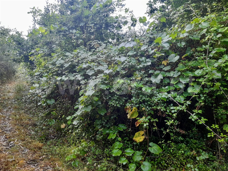 Terreno  Gondomar, Melres - 1190159 - 13