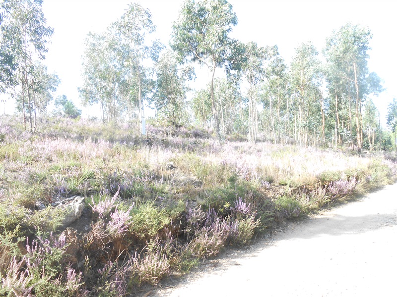 Terreno / Gondomar, Melres