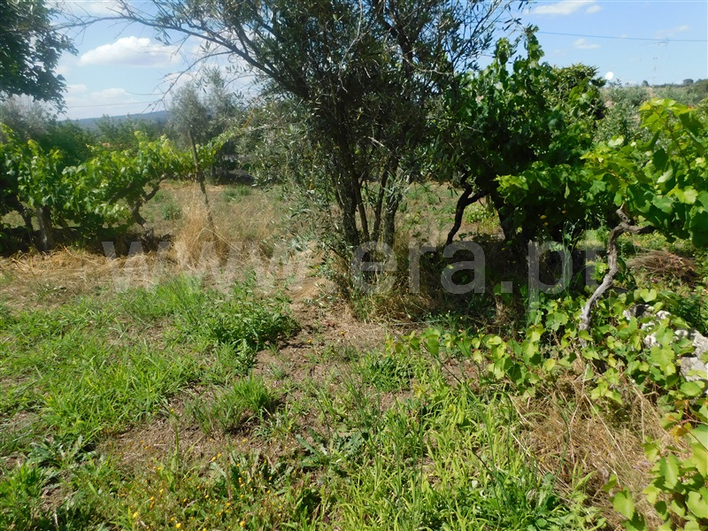 Terreno  Gouveia, Cativelos - 1257640 - 3