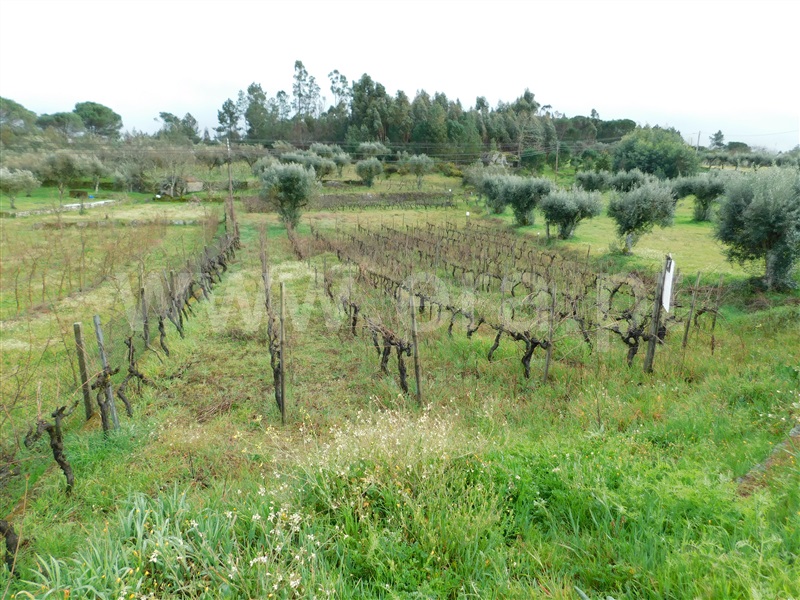 Terreno / Gouveia, Cativelos