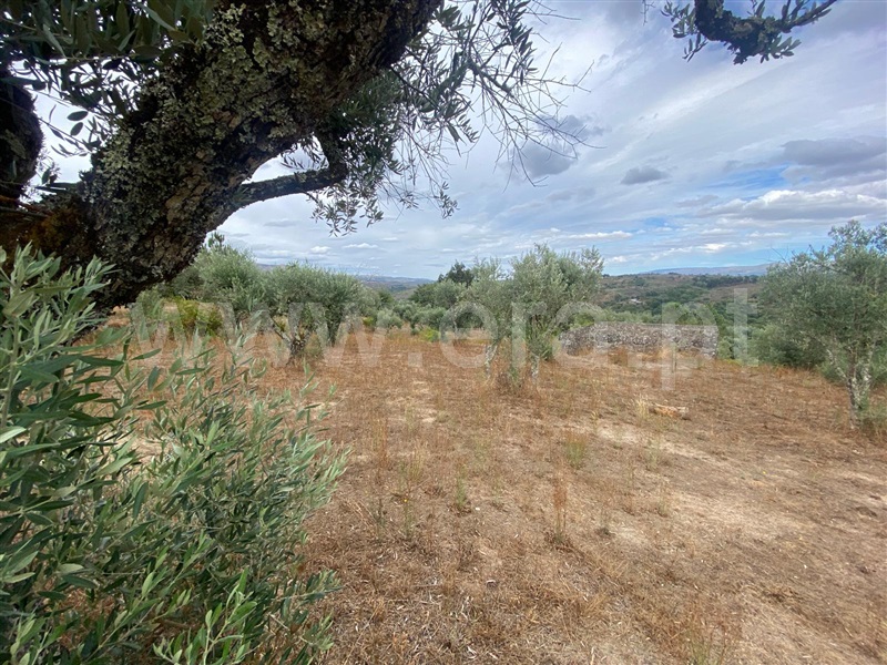 Terreno  Gouveia, Cativelos - 1505729 - 4