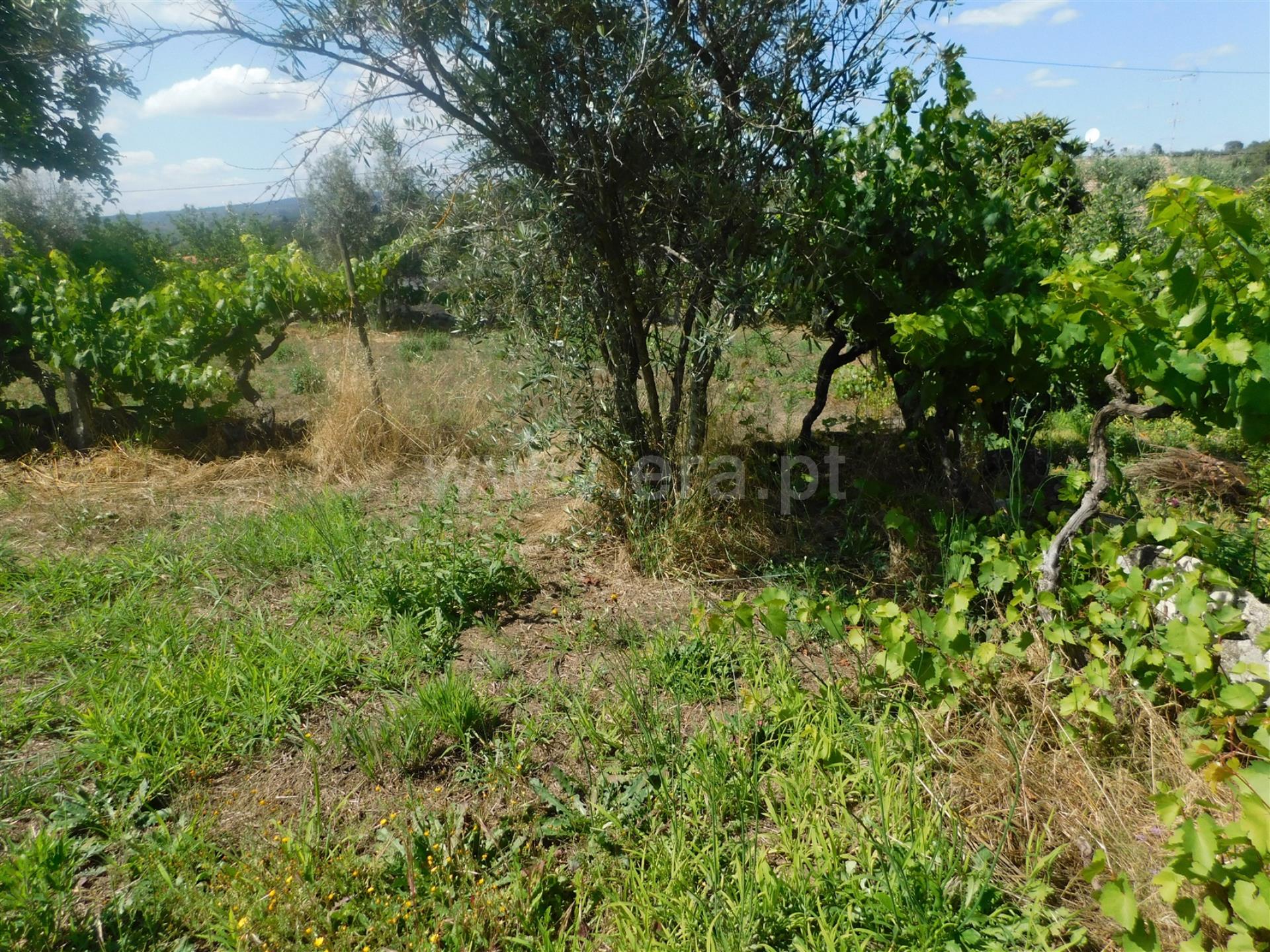 Terreno