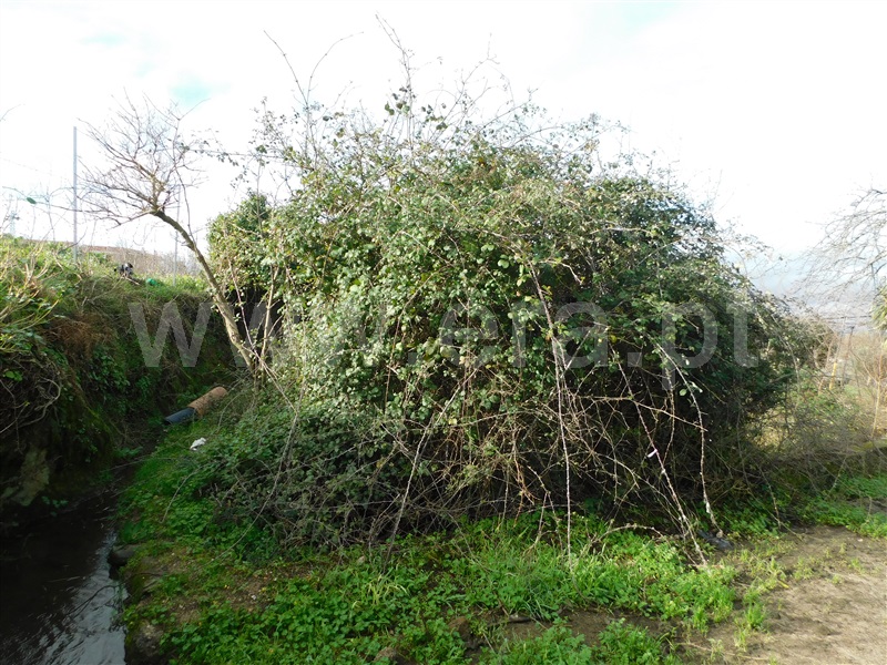Terreno  Gouveia - 1311200 - 5