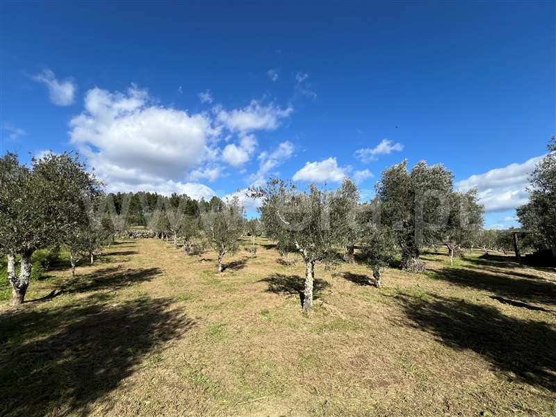 Terreno  Gouveia, Vila Franca da Serra - 1379861 - 13
