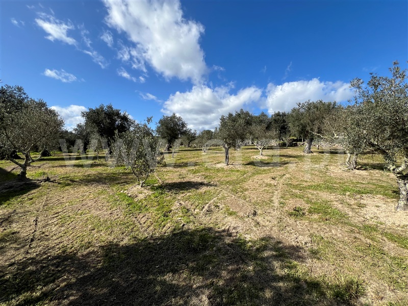 Terreno  Gouveia, Vila Franca da Serra - 1379861 - 19