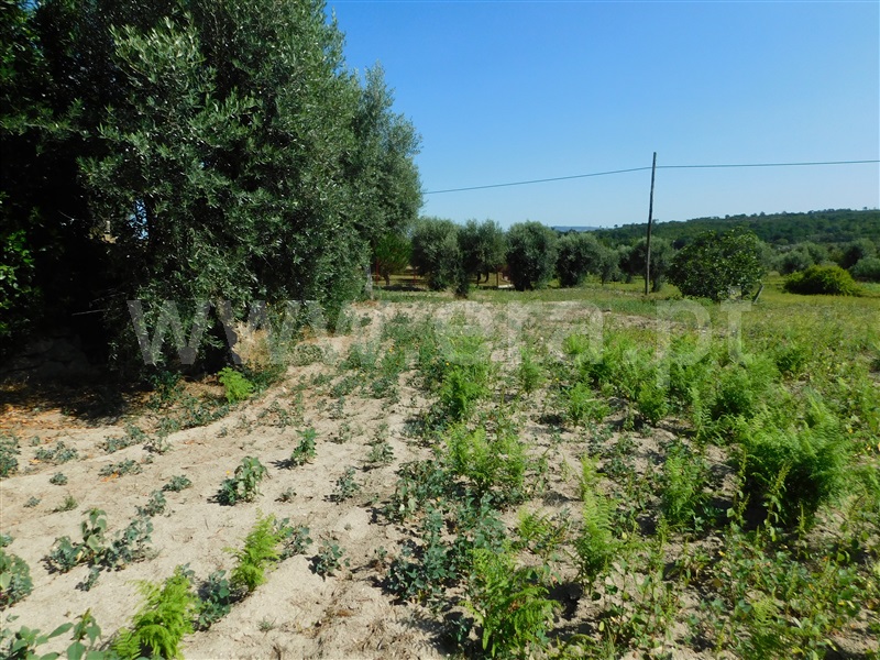 Terreno  Gouveia, Vila Nova de Tazem - 1335005 - 7