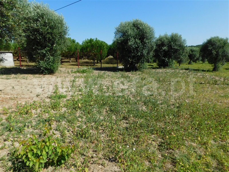 Terreno  Gouveia, Vila Nova de Tazem - 1335005 - 8