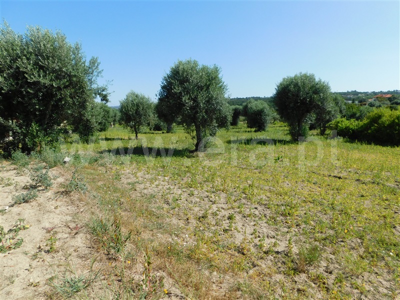 Terreno  Gouveia, Vila Nova de Tazem - 1335005 - 10