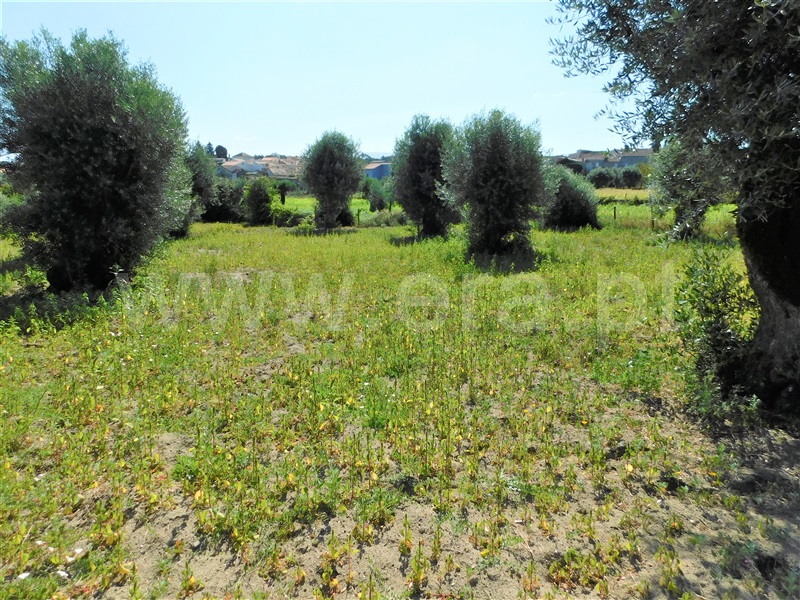 Terreno  Gouveia, Vila Nova de Tazem - 1335005 - 12