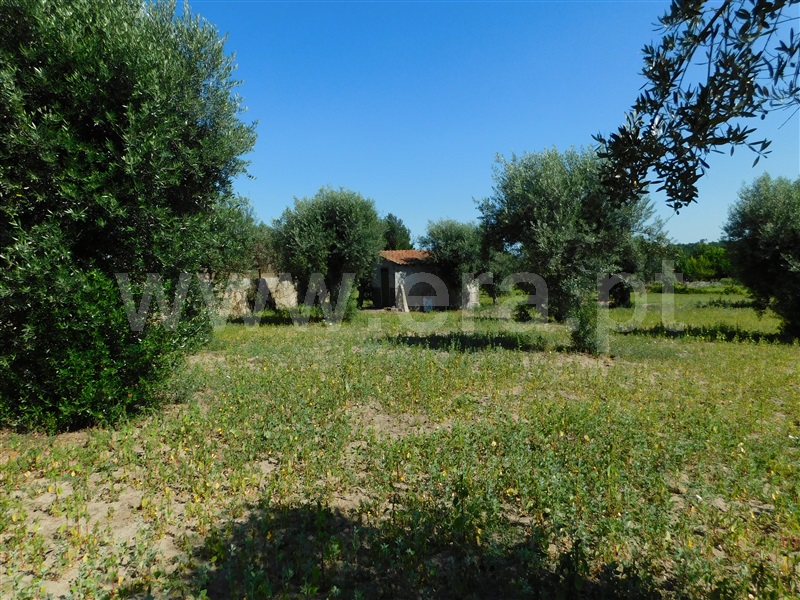 Terreno  Gouveia, Vila Nova de Tazem - 1335005 - 13