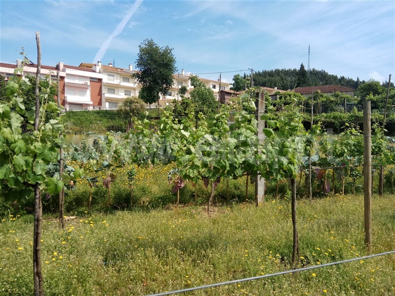 Terreno / Guimarães, Selho (São Jorge)
