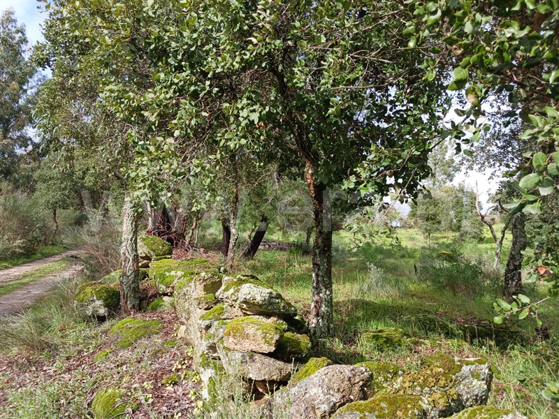 Quintinha  Idanha-a-Nova, Aldeia de Santa Margarida - 1474572 - 3