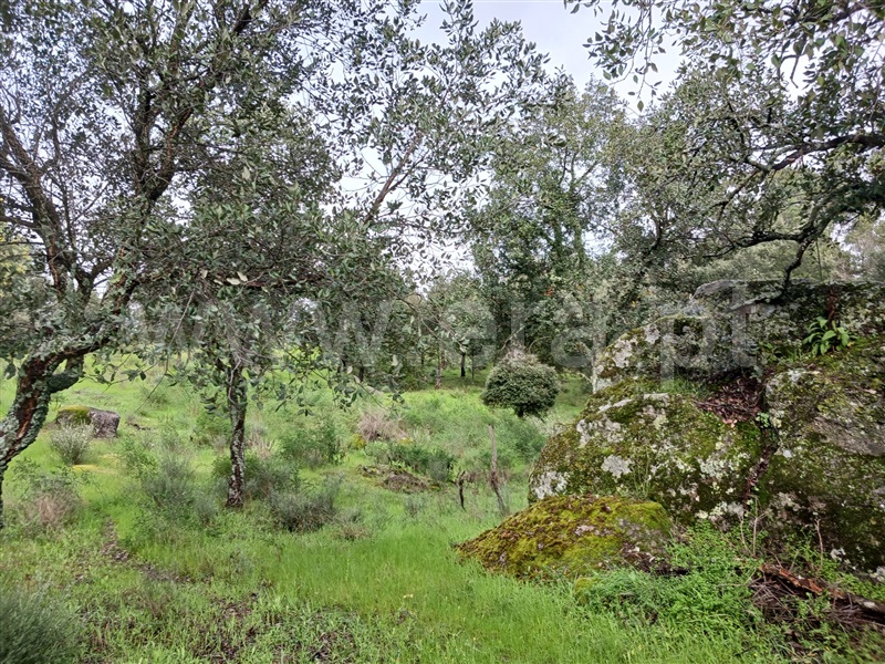 Quintinha  Idanha-a-Nova, Aldeia de Santa Margarida - 1474572 - 4