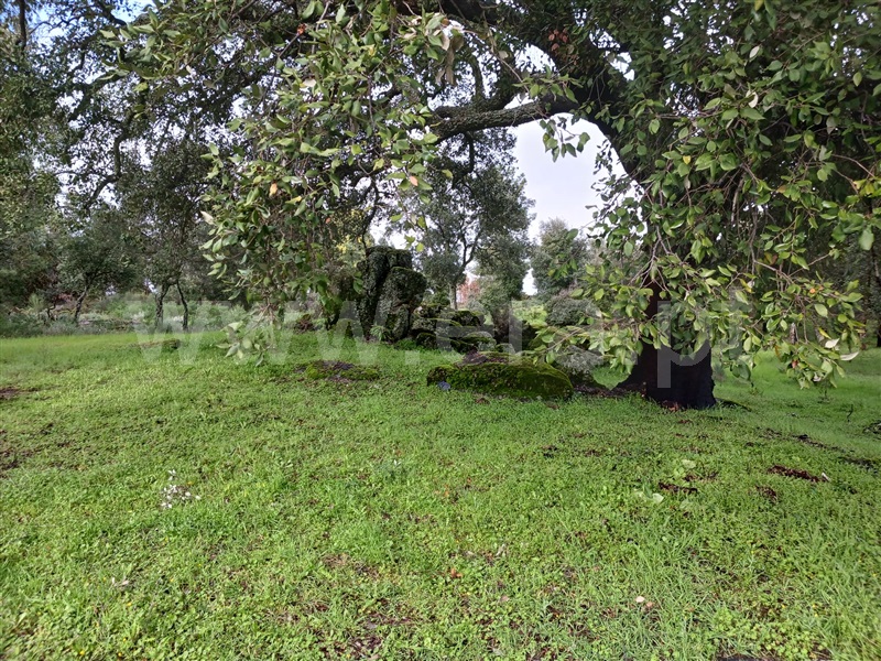 Quintinha  Idanha-a-Nova, Aldeia de Santa Margarida - 1474572 - 5