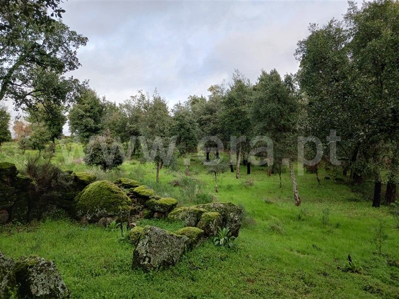 Terreno / Idanha-a-Nova, Aldeia de Santa Margarida
