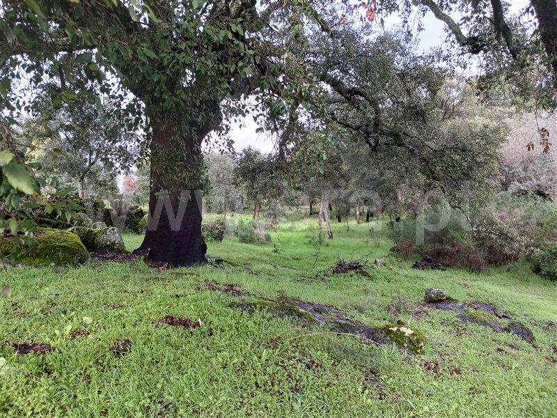 Quintinha  Idanha-a-Nova, Aldeia de Santa Margarida - 1474572 - 7
