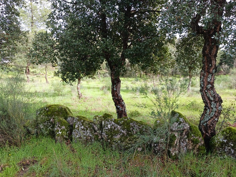 Quintinha  Idanha-a-Nova, Aldeia de Santa Margarida - 1474572 - 13