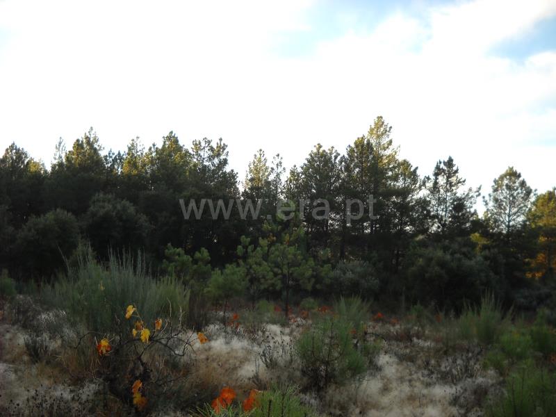 Terreno  Idanha-a-Nova, Monsanto - 774011 - 3