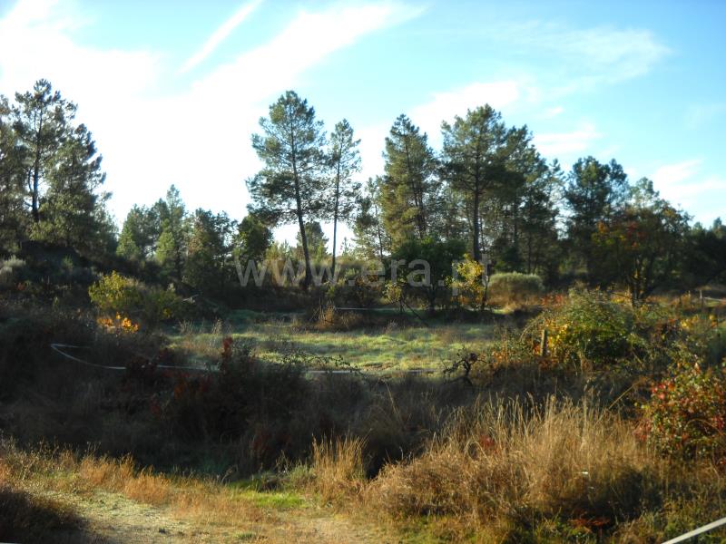 Terreno  Idanha-a-Nova, Monsanto - 774011 - 4