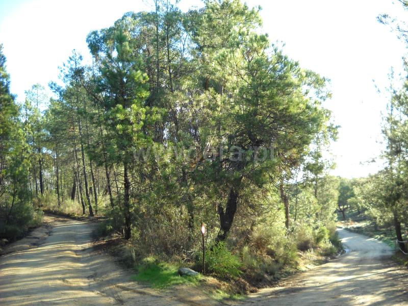 Terreno  Idanha-a-Nova, Monsanto - 774011 - 15