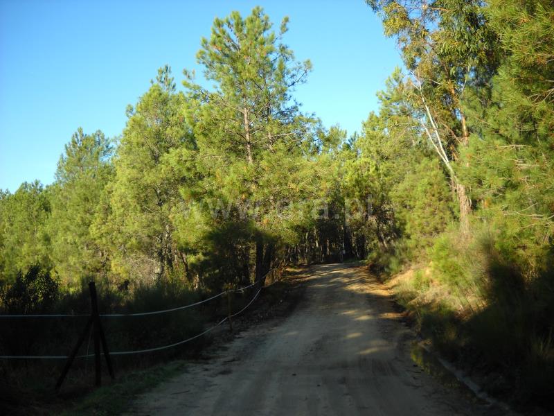 Terreno  Idanha-a-Nova, Monsanto - 774011 - 16