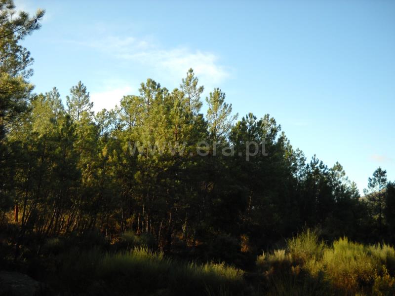 Terreno  Idanha-a-Nova, Monsanto - 774011 - 8