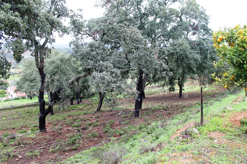 Terreno Urbano  Idanha-a-Nova, Penha Garcia - 1287954 - 6