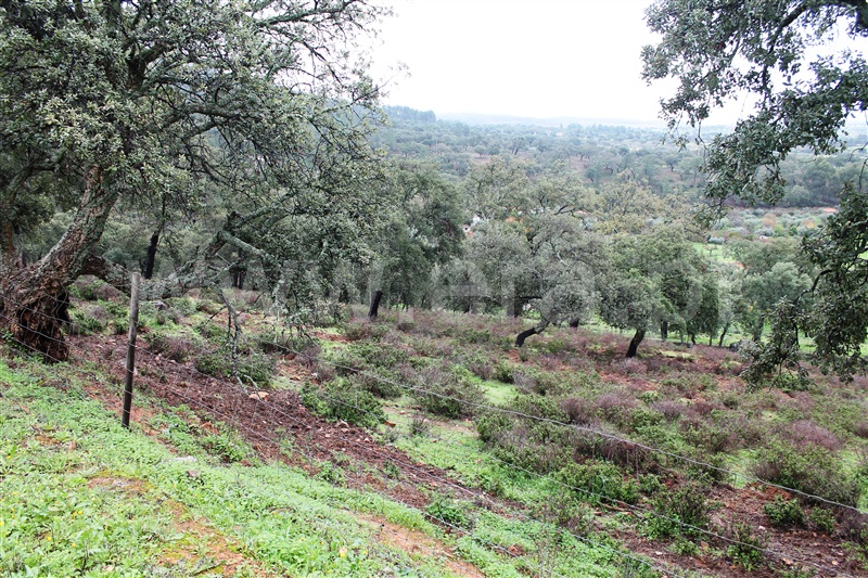 Terreno Urbano  Idanha-a-Nova, Penha Garcia - 1287954 - 7